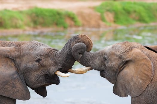 Two African elephants playing with their trunks