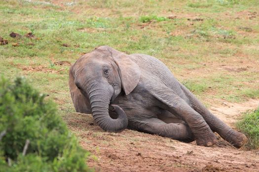 Female African Elephant lying down to rest