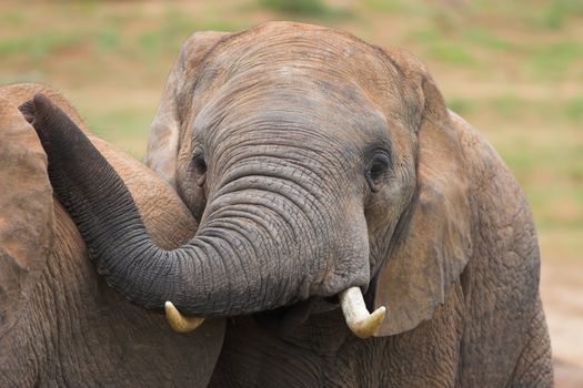 Close up head on shot of an African Elephant