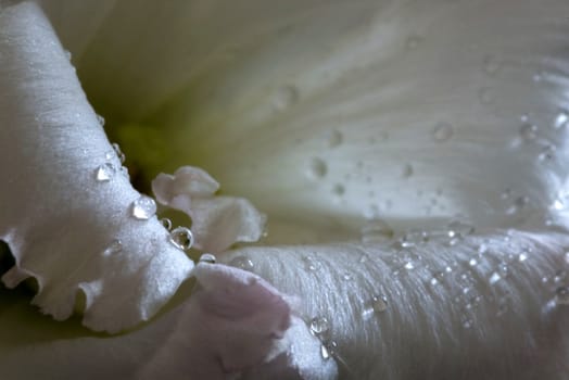 On a photo a white rose by macro lens