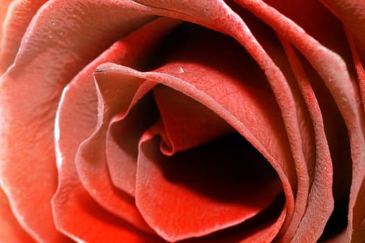 On a photo a red rose by macro lens