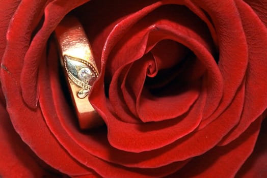 On a photo a red rose with golden ring by macro lens