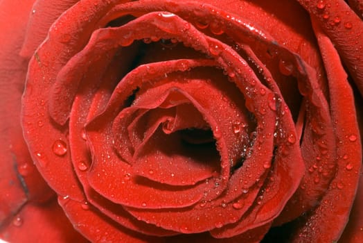 On a photo a red rose with water drops by macro lens