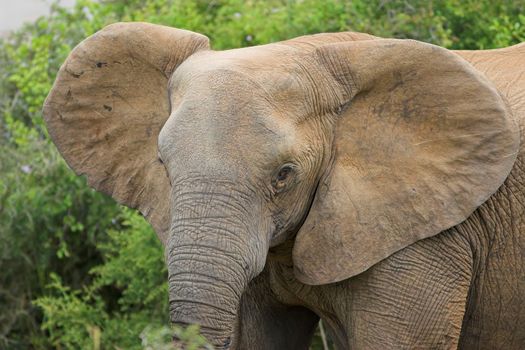 Head shot of an african Elephant female