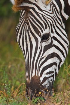 Close up of a Zebra feeding on grass