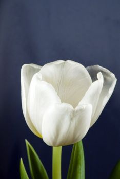 Close-up shot of the stamen of a white tulip