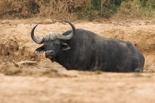 Cape Buffalo in a mud pit drinking water