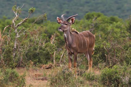 Young male kudu in the african bush