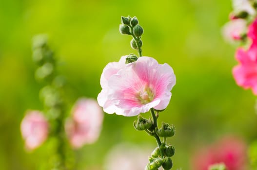beautiful pink flowers