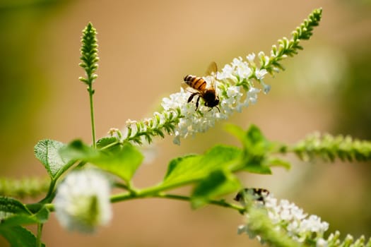 white flower and bee