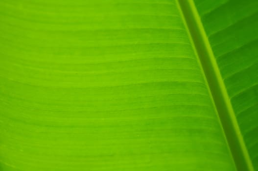 texture of green banana leaf