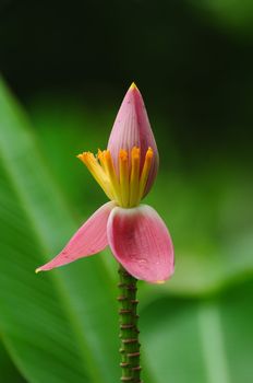 banana flower