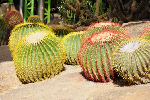 cactus