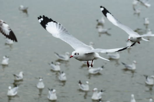 flying seagull
