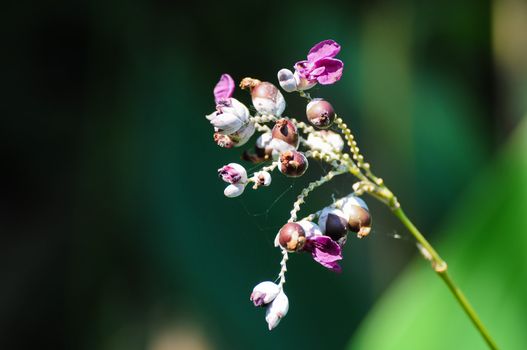 Purple flower