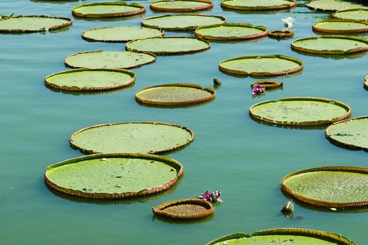 victoria lotus leaf