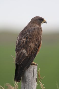 Swainson's Hawk perched on fence post