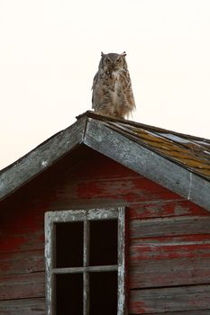 Great Horned Owl fledgling on roof