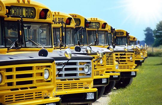 any yellow canadian school busses in a row