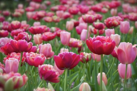 A flowerbed is full of spring tulips in pink and red.