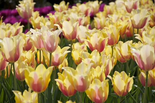 A garden is full of yellow and pink tulips.