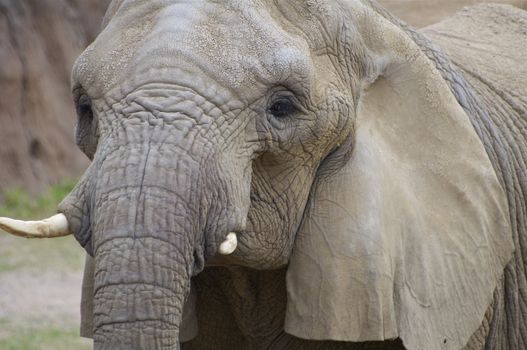 An elephant looks on with intensity in its eyes.