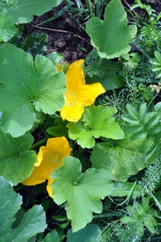 Leaves and flowers of vegetable marrows, the central Russia, July
