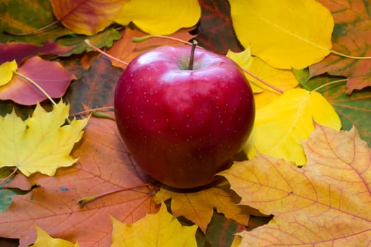 Apple against autumn leaves
