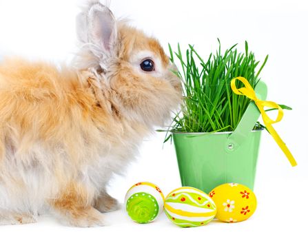 Bunny with Easter eggs near basket with the spring grass