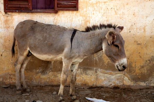 African Donkey with window in front of old house