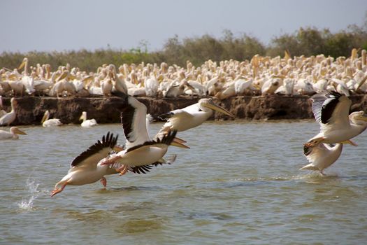 Group of pelicans in the Djoudj National park