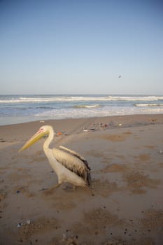Pelican on the beach or Saint Louis early in the morning
