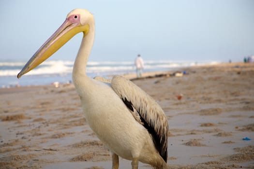 Pelican on the beach or Saint Louis early in the morning