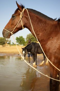 Horses wainting by the Niger river on the way to Djenné with blue sky