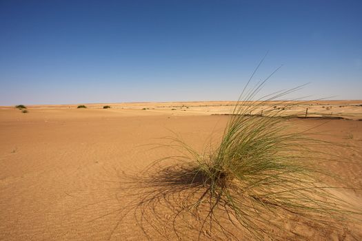 Oranhe sahara desert in Mauritania
