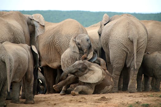 Elephants lifestyle in South Africa