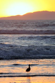 sunset overlooking the ocean with an island in the background and a bird in the foreground