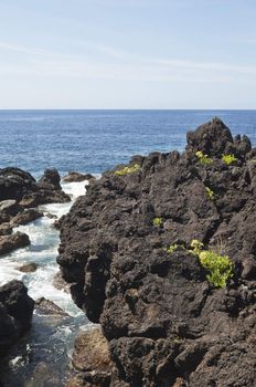 Volcanic rock in Pico island coastline, Azores