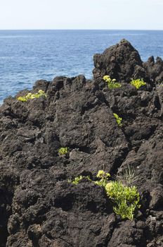 Volcanic rock in Pico island coastline, Azores