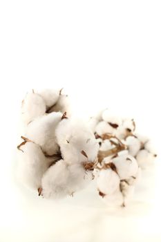 a sprig of Cotton with blossoms on a white background