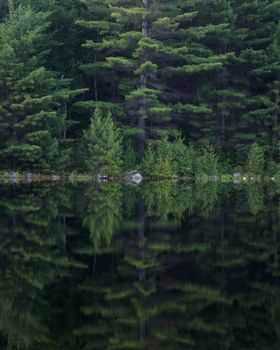 A tranquil closeup of a wooded area with reflections in the lake.