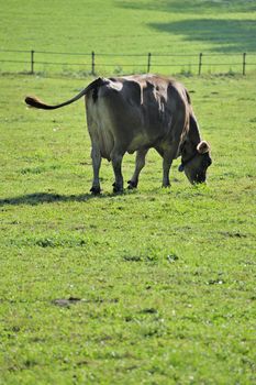 A dairy cow photographed against the light, swinging its tail as it grazes. Spyce for text on the out-of-focus grass in foreground.