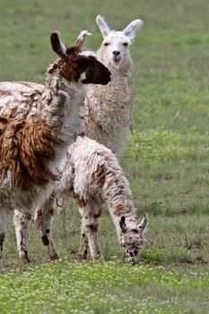 Family of lamas in Saskatchewan pasture