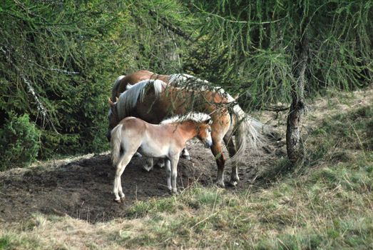 A few horses under the tree