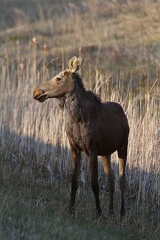 Young female moose on Hecla Island in Manitoba
