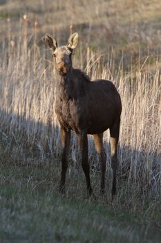 Young female moose on Hecla Island in Manitoba