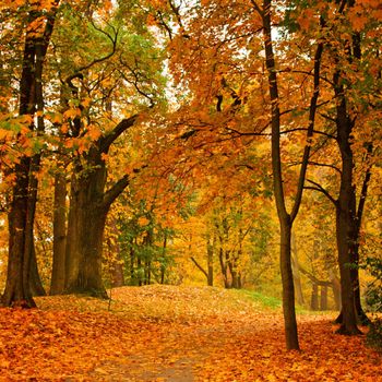 Valley in autumn park