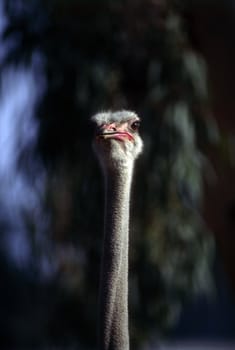 Close up of a ostrich head