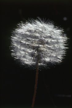 Dandelion backlighted