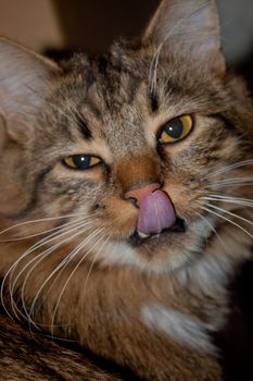 Cat of Russian Siberian breed on not a sharp background